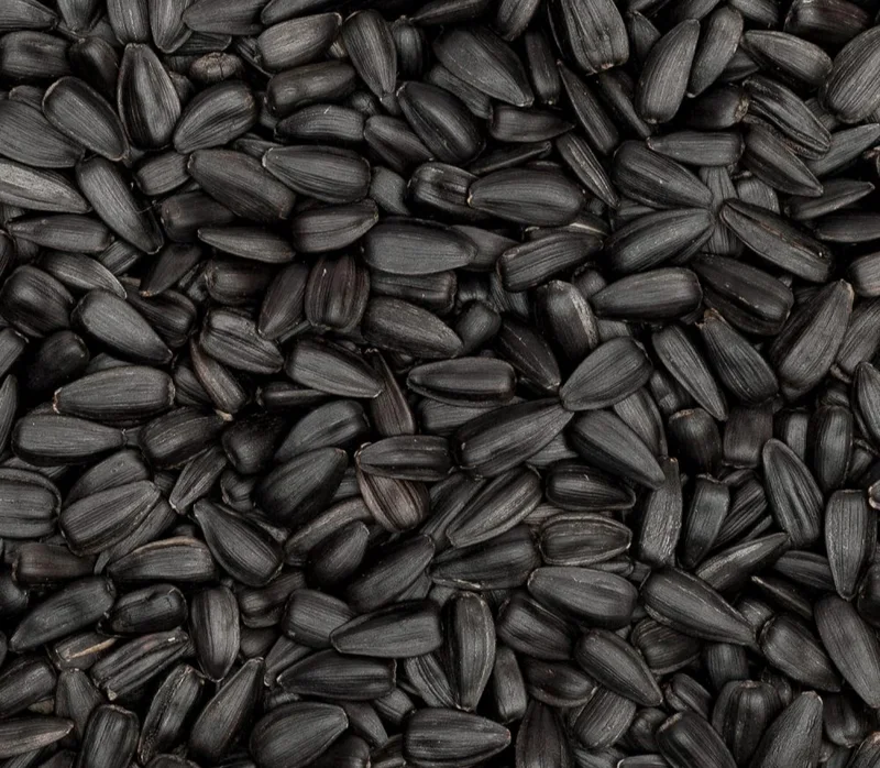 Black seeds used to produce black seed oil